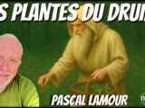 Pascal Lamour les plantes des druides